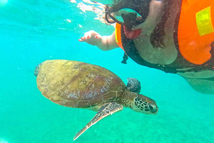 Snorkeling With Turtle