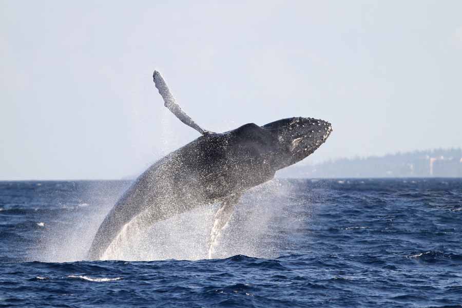 Whales And Dolphins Watching Tours - Mirissa