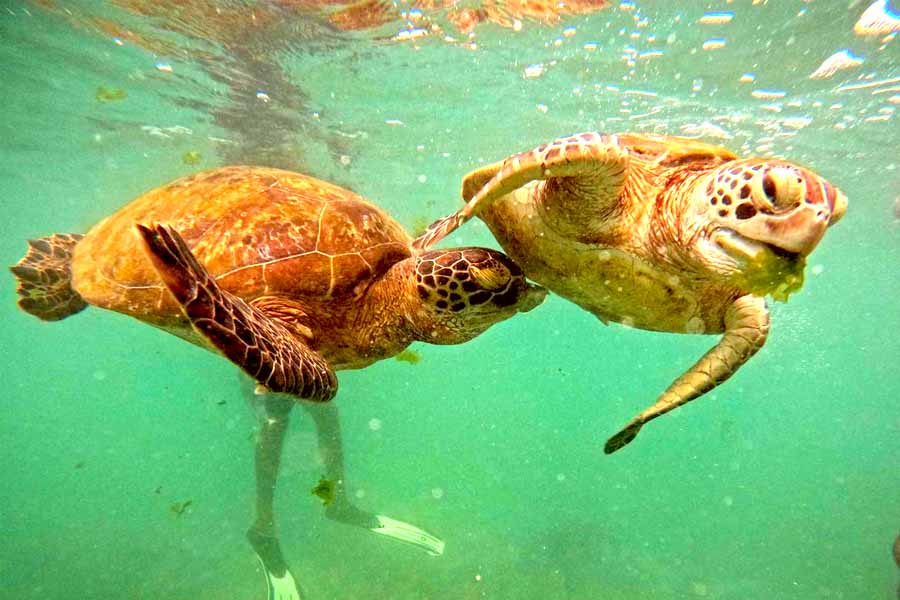 Snorkeling with Turtles